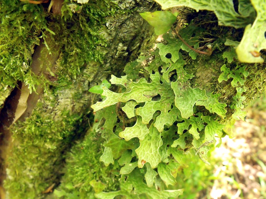 Lichene foglioso stranissimo